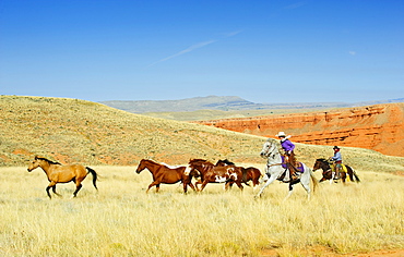 Cowboys herding horses