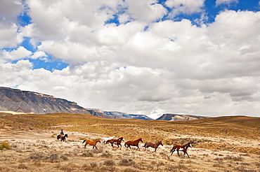 Cowboy herding horses