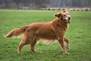 Happy dog with tennis ball