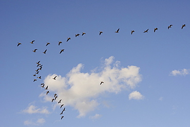 Geese flying