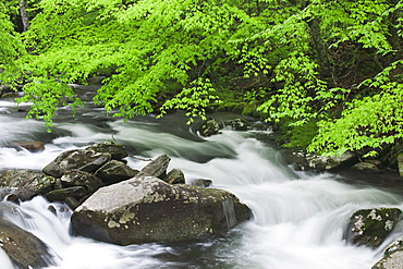 Flowing creek