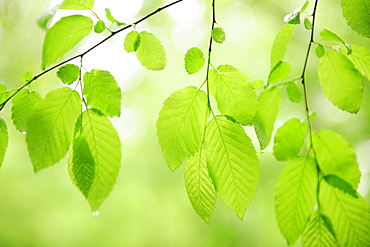 Tree branches outdoors