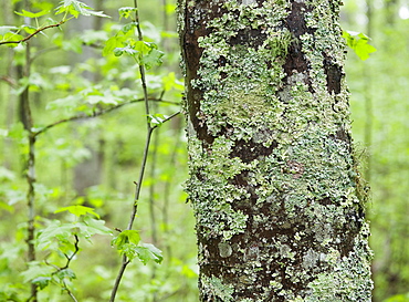 A forest of trees