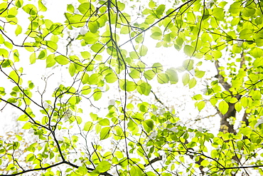 Tree branches outdoors