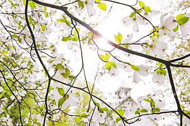 Tree branches outdoors