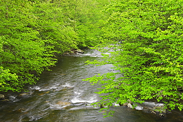 Flowing creek