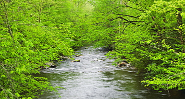 Flowing creek