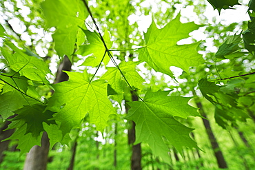 A forest of trees