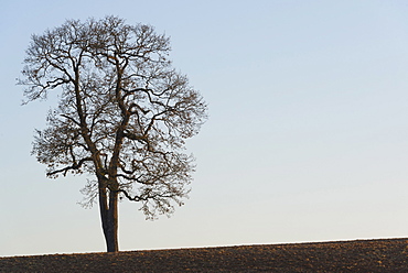 Tree, USA, Oregon, Marion County