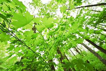 A forest of trees