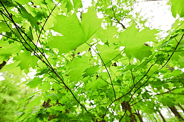 A forest of trees