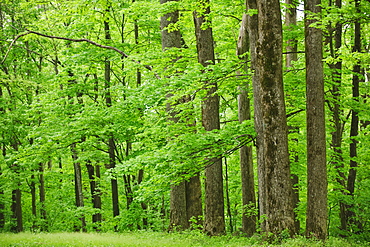 A forest of trees