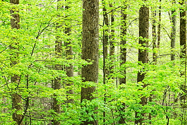 A forest of trees