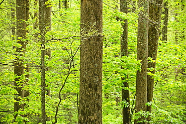 A forest of trees