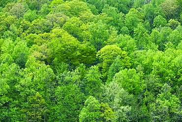 A forest of trees