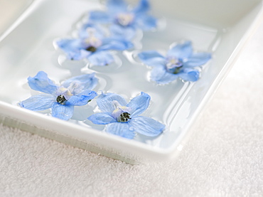 Tropical flowers in bowl of water