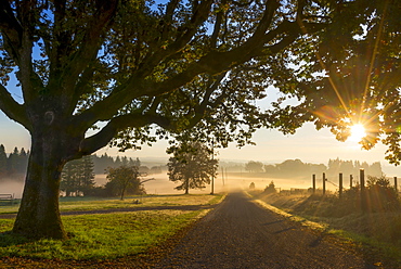 Fog over fields, USA, Oregon, Marion County