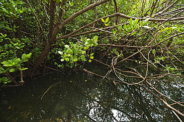 Tropical salt pond