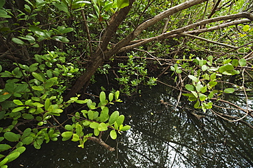 Tropical salt pond