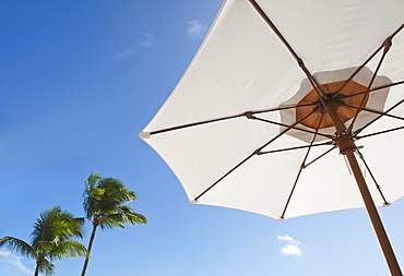 Palm trees and beach umbrella