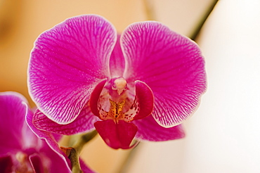 Close up of orchid