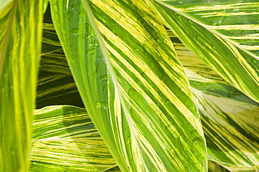 Close up of wet tropical leaf