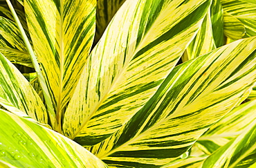 Close up of wet tropical leaf