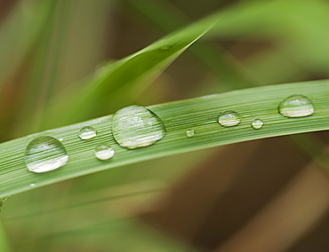 Close up of wet tropical leaf