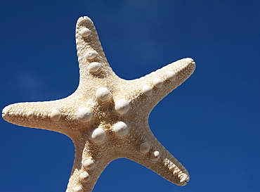 Starfish against blue sky