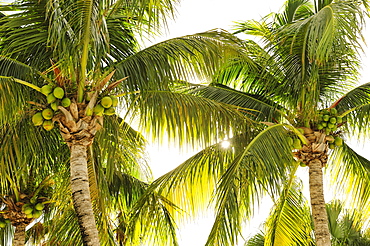 Coconuts in palm trees