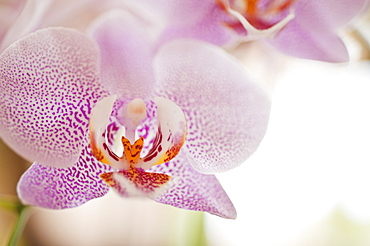 Close up of orchid