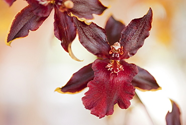 Close up of orchid