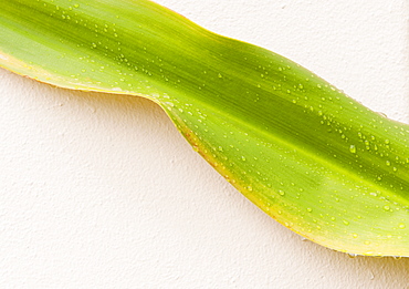 Close up of wet tropical leaf