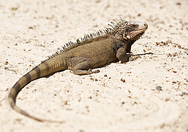 Close up of iguana