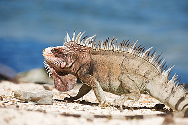 Close up of iguana