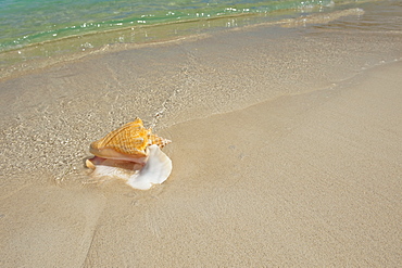 Conch shell on beach
