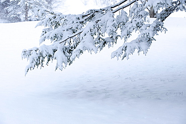 Snowy tree branch in winter