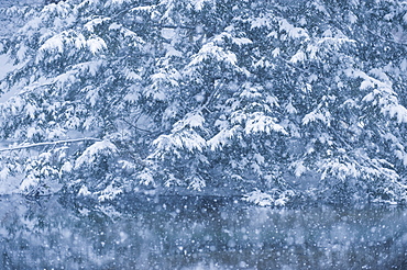 Forest and pond in winter