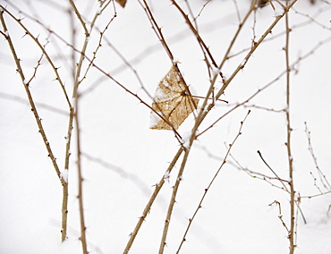 Plant in snow