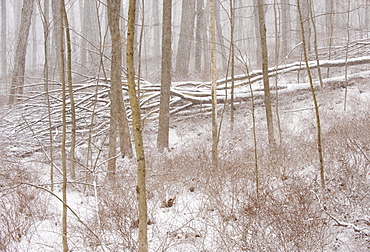 Forest in winter