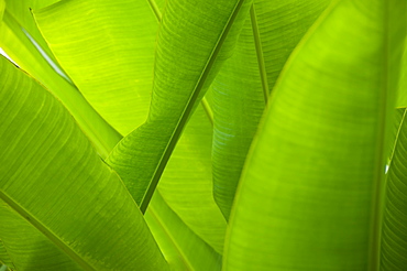 Close up of tropical plant, Bermuda