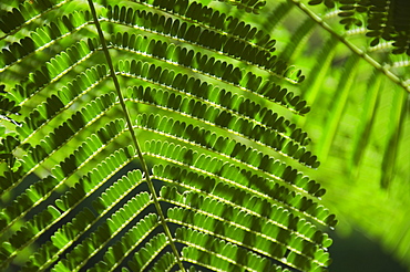 Close up of topical plant, Bermuda