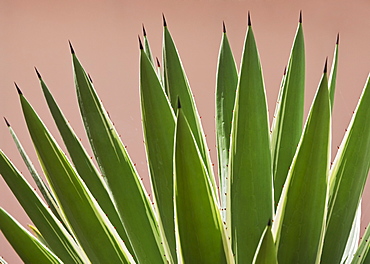 Close up of agave plant