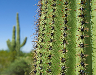 Close up of Saguaro Cactus, Saguaro National Park, Arizona