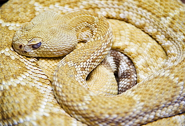 Close up of Western diamondback rattlesnake