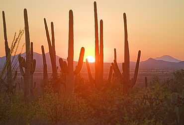 Sun setting over Saguaro National Park, Arizona