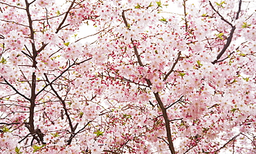 Cherry blossoms on branches