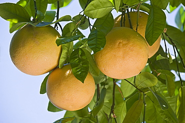 Close up of grapefruit on tree