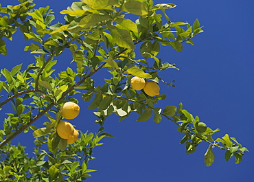 Low angle view of lemon tree