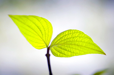 Close-up of dogwood's plant